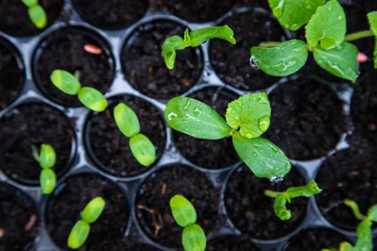 comment semer les graines de melon jeunes plants verts