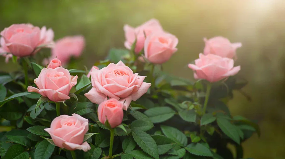 comment stimuler la floraison des roses ce printemps astuces