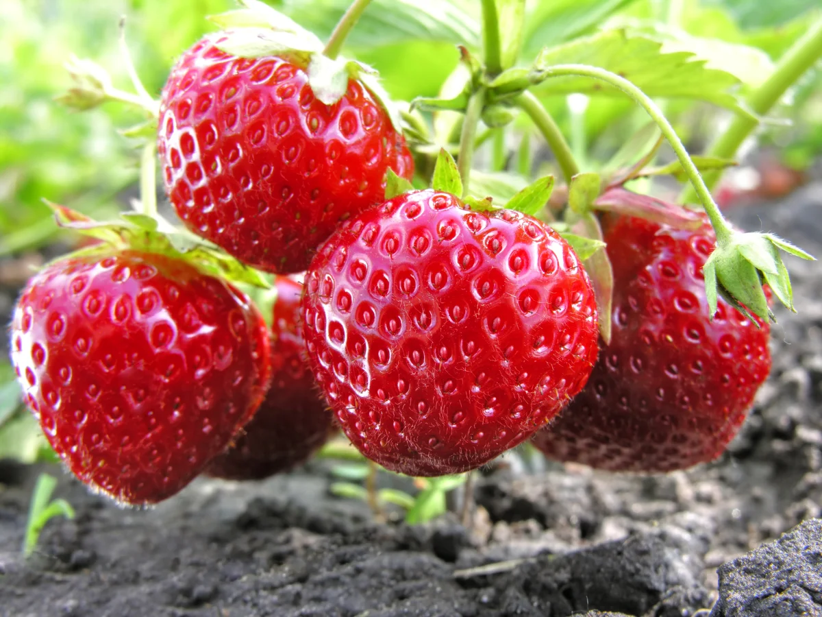 comment stimuler la production de fraises sucrees astuces
