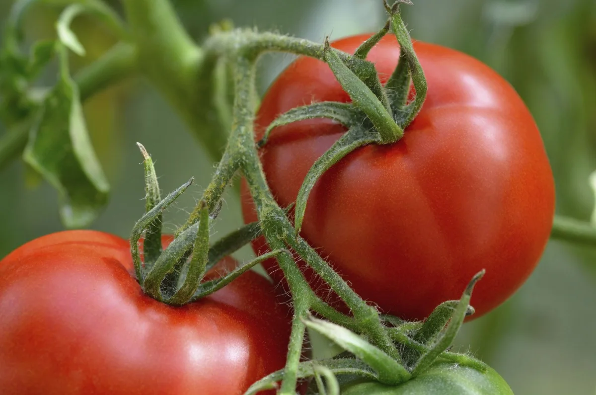 comment stimuler la production de tomates astuces et conseils