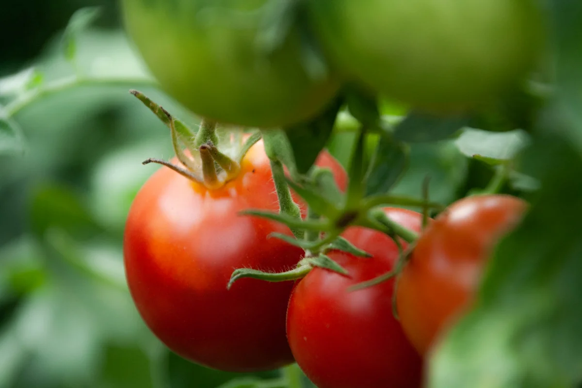 comment stimuler la production de tomates astuces
