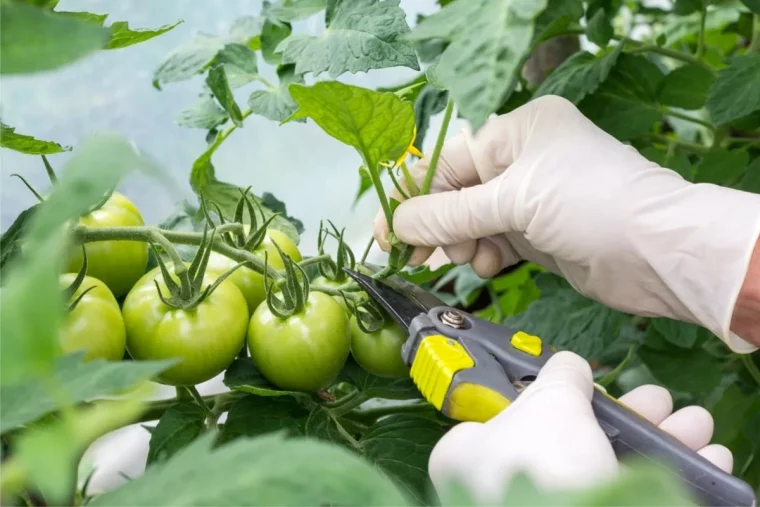 comment stimuler la production de tomates avec la taille