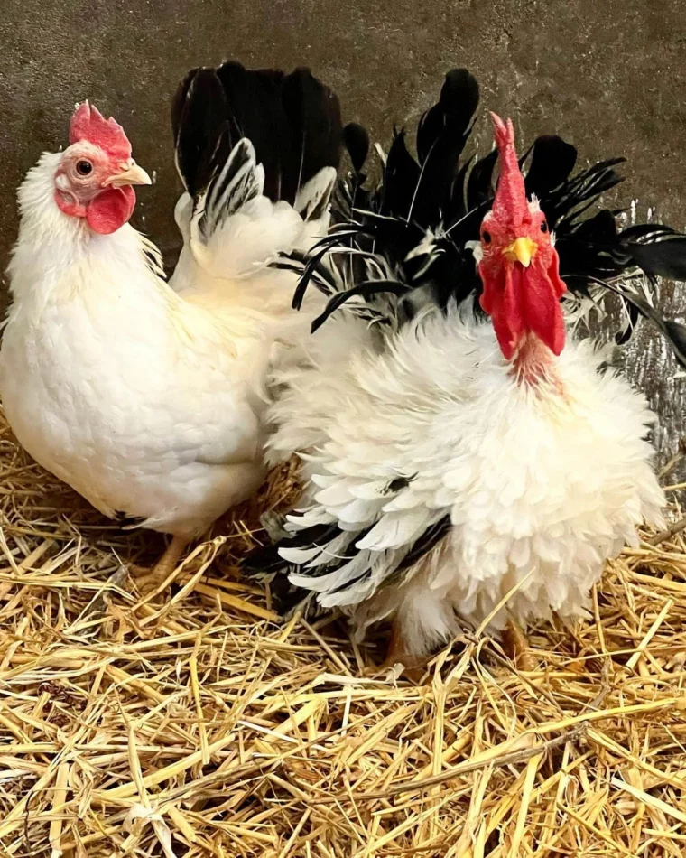 comment tuer les asticots sur une poule deux poules paille