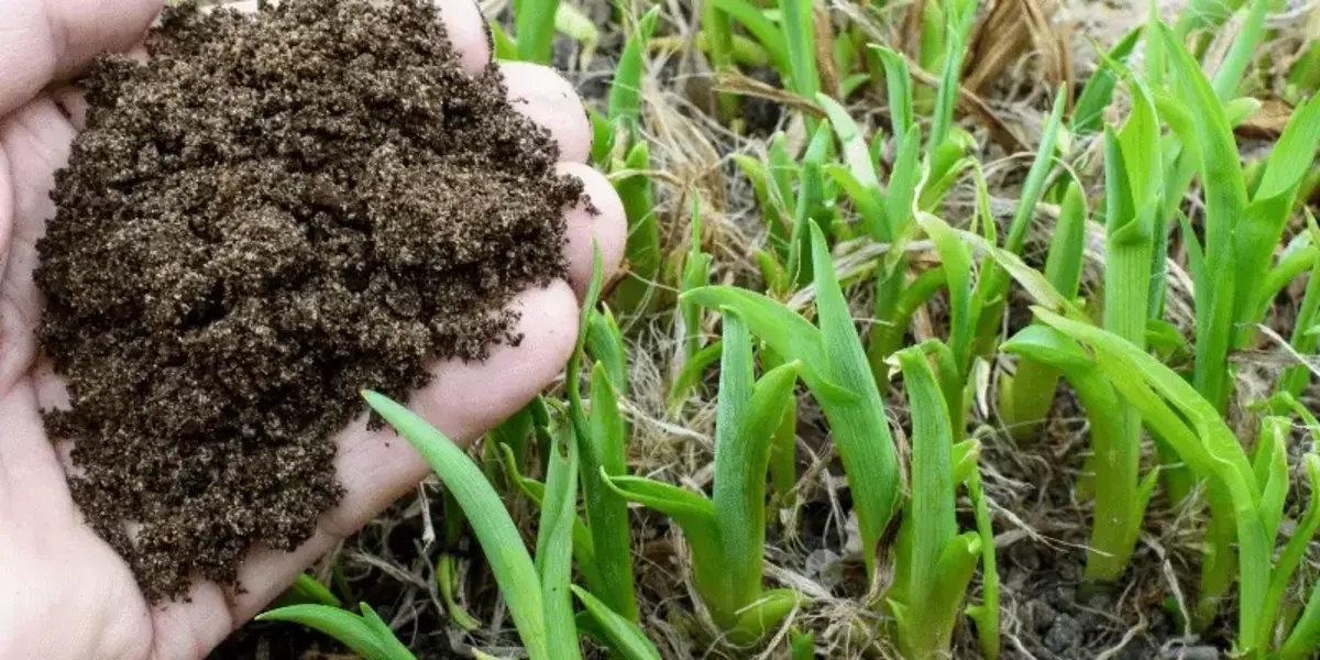 compost dans les mains d'un jardinier au dessus de plantes comment faire compost