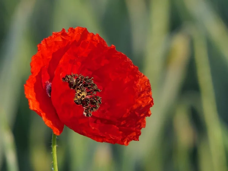 coquelicot ces 12 graines de fleurs poussent a la vitesse de la lumiere