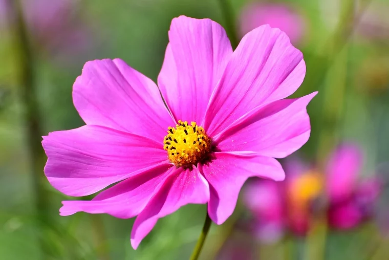 cosmos ces 12 graines de fleurs poussent a la vitesse de la lumiere (1)