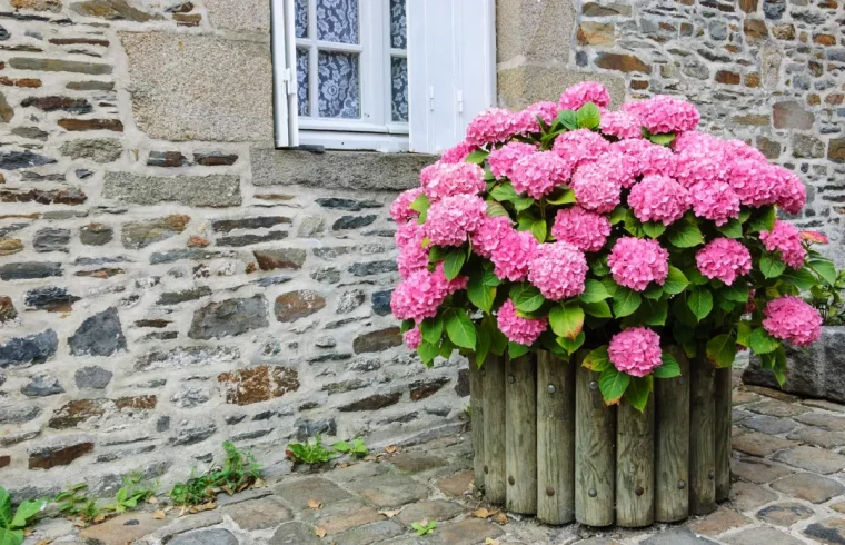 croissance hortensia grimpant fleurs en pot pres dunmur