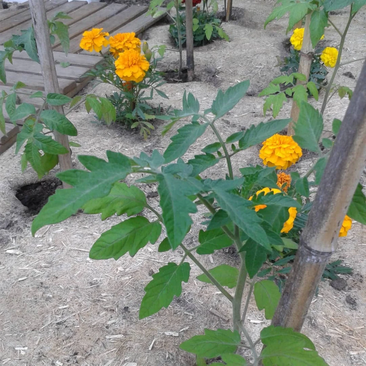 culture des tomates feuilles vertes fleurs jaunes