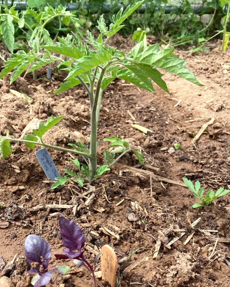 culture des tomates pour une bonne croissance