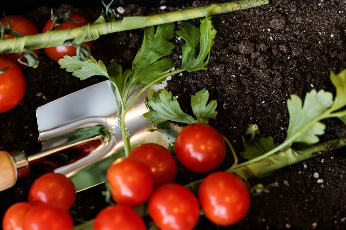 culture tomate cerise plants terreau outils de jardin