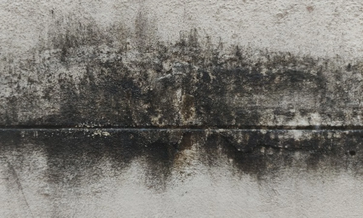 de la moisissure sur un mur de beton