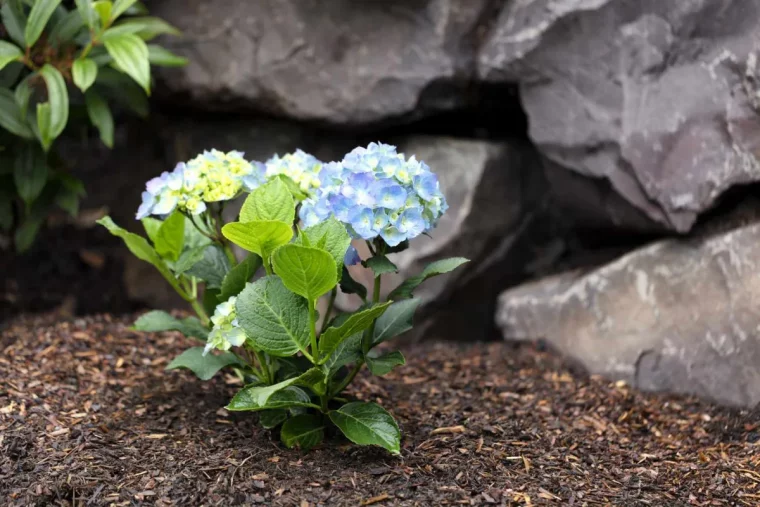 de quoi pailler le sol autour des hortensias idée dans quelle terre planter les hortensias