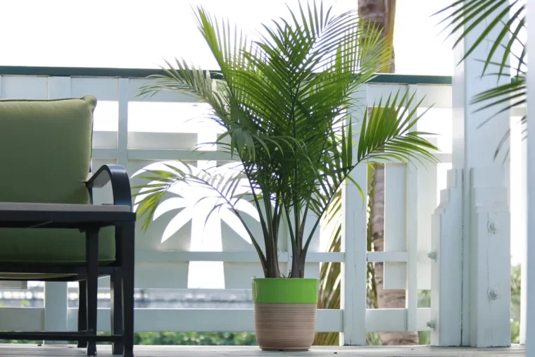 deco balcon blanc palmier majesteux pot chaise vert et noir