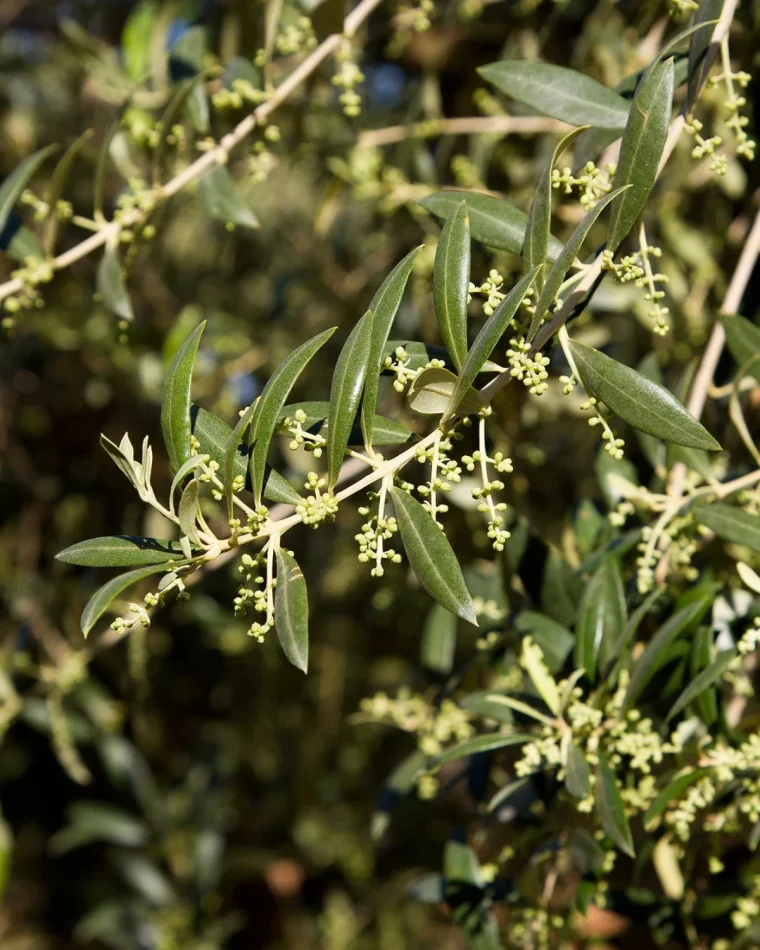 des feuilles bien vertes d un olivier en croissance