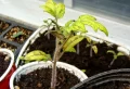 Semis de tomates qui jaunissent que faire ? Solutions naturelles et efficaces pour leur assurer une croissance robuste