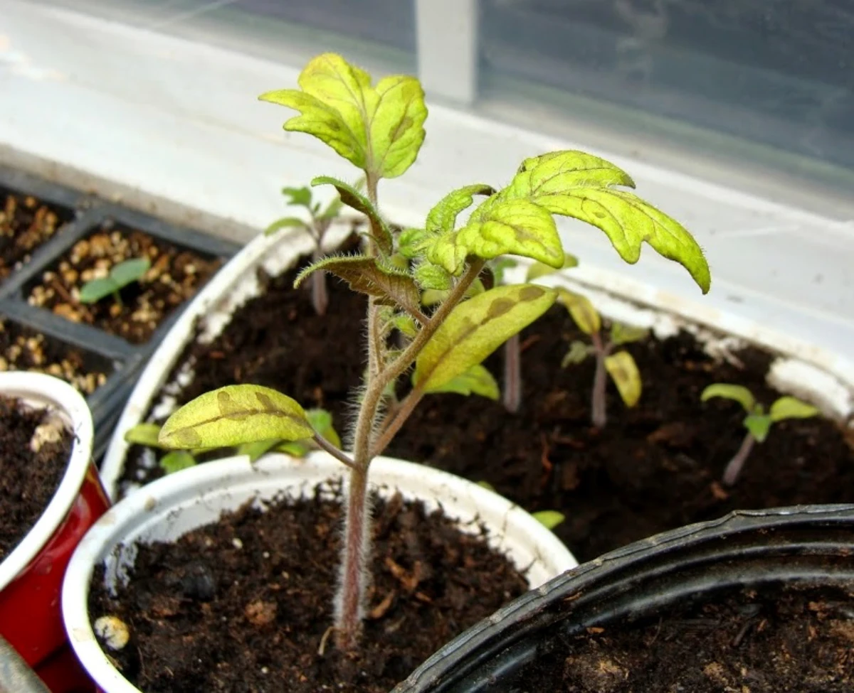 des feuilles jaunis sur semis de tomates en godet