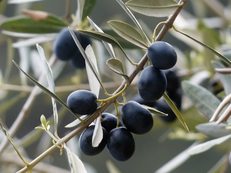 des olives noires sur une branche feuilles vertes
