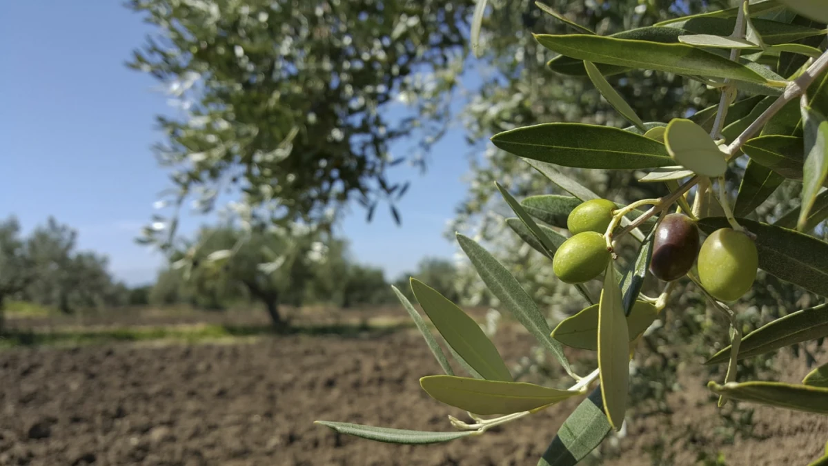 des olives vertes et noires feuille terre jardin