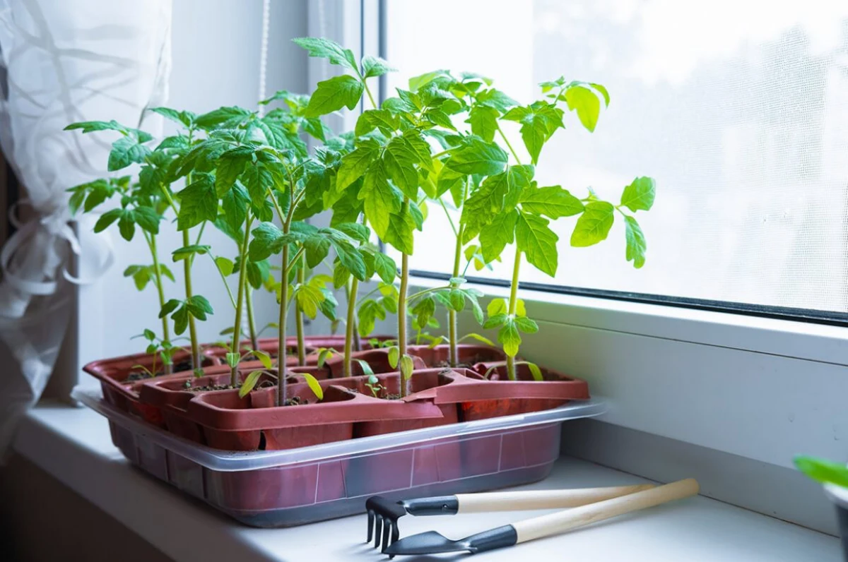 des plants de tomates en godet devant une fenetre outils
