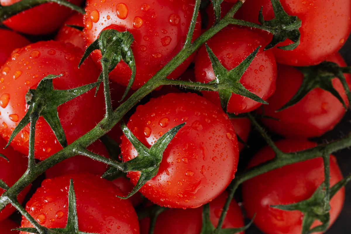 des tomates cerises rouges