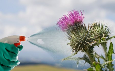 desherbant naturel efficace contre les mauvaises herbes dans le jardin