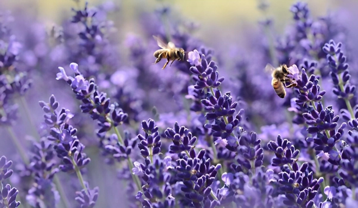 deux abeilles sur deux fleurs de lavande