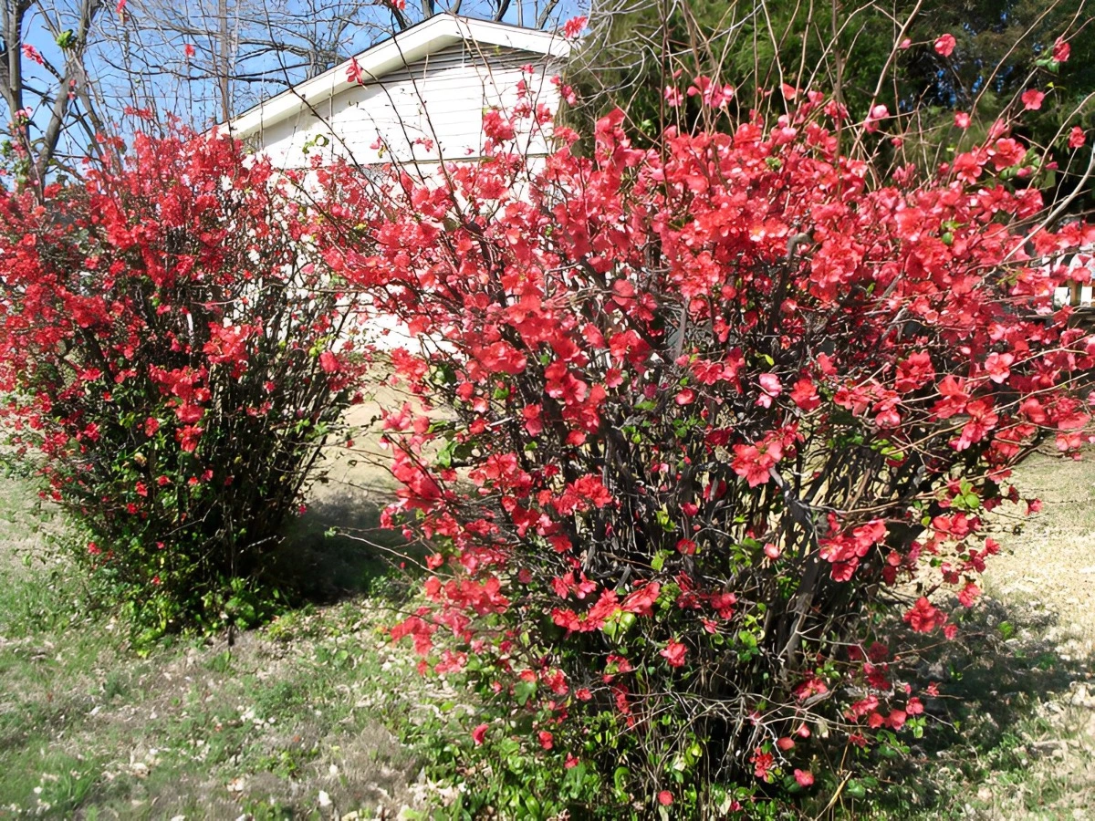 deux arbustes fleuris rouges de coing japonais