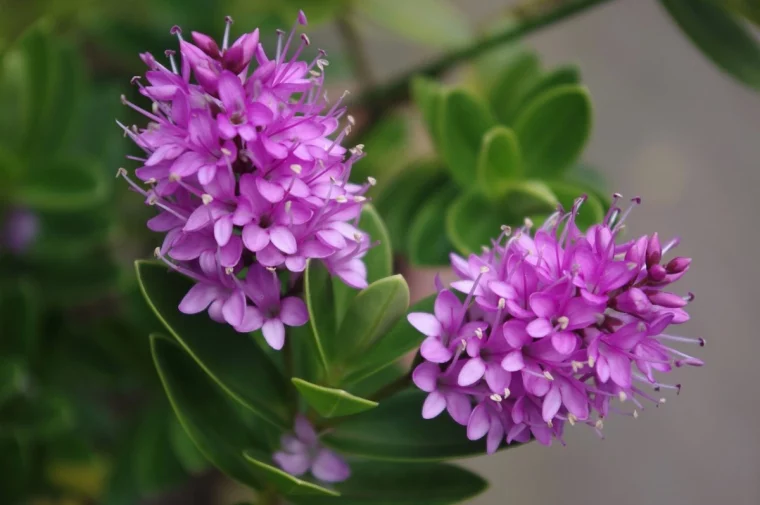 deux fleurs hebe roses avec un feuillage persistant vert