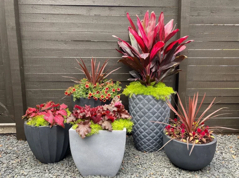 differentes plantes colores dans des pots devant un mur