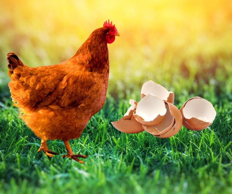 donner des coquilles d oeufs aux poules idée calcium poules apport