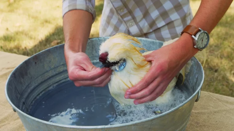 donner un bain a une poule eau savonneuse