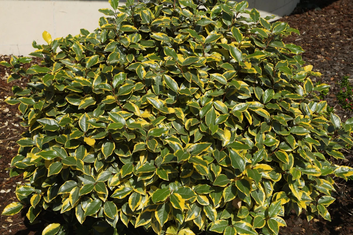 Elaeganus seto arbustivo hojas verdes