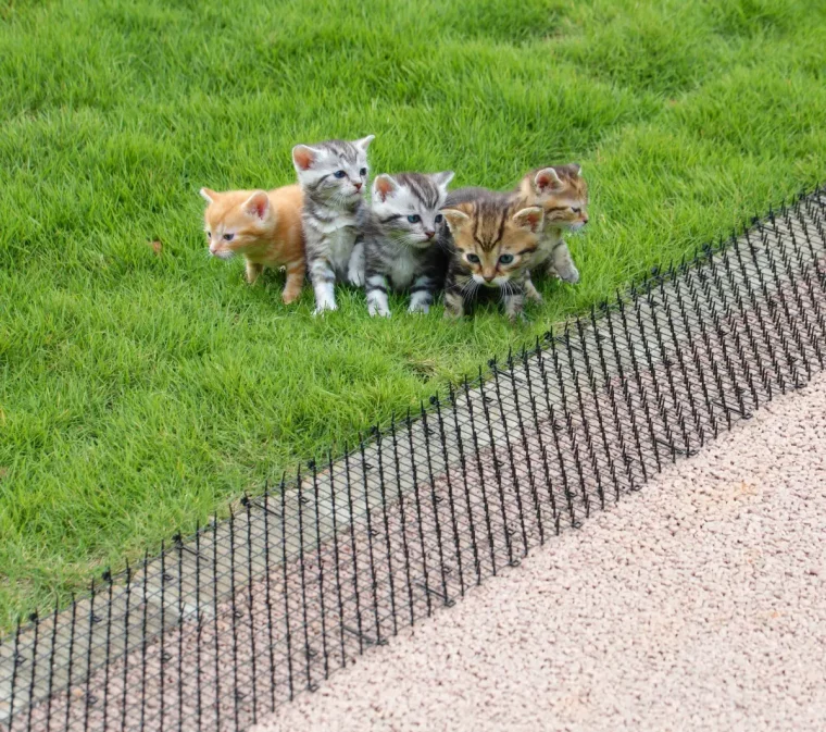 empecher les chats de faire leurs besoins dans le jardin