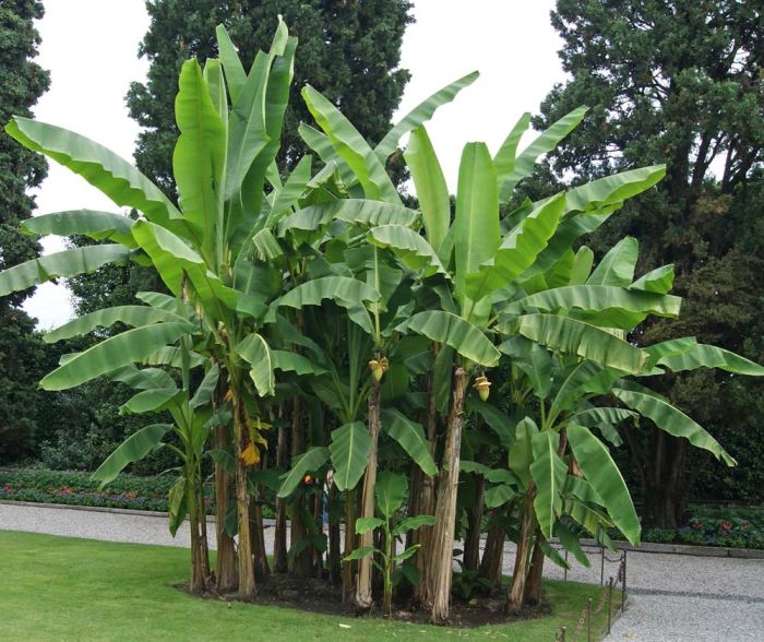 en combien de temps pousse un bananier arbre treshaut
