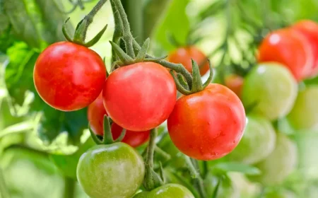 en combien de temps poussent les tomates guide detaille