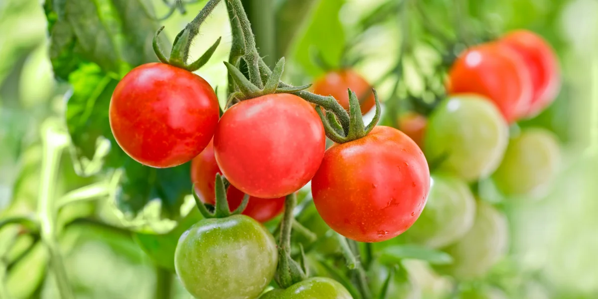 en combien de temps poussent les tomates guide detaille