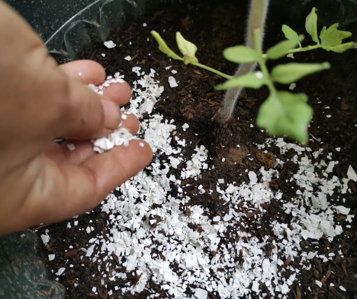 engrais naturel pour tomates oeufs broyés comme amendement
