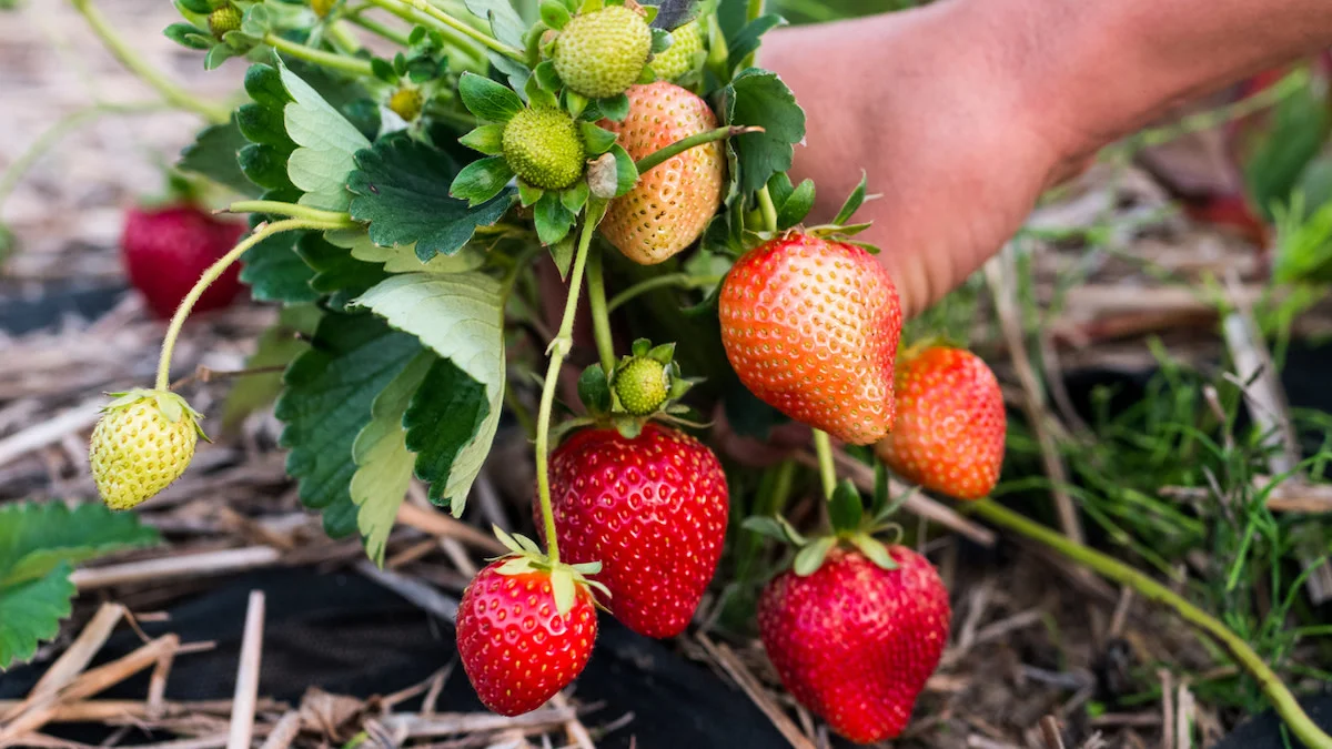 entretien des fraisiers au printemps que faire pour une belle recolte
