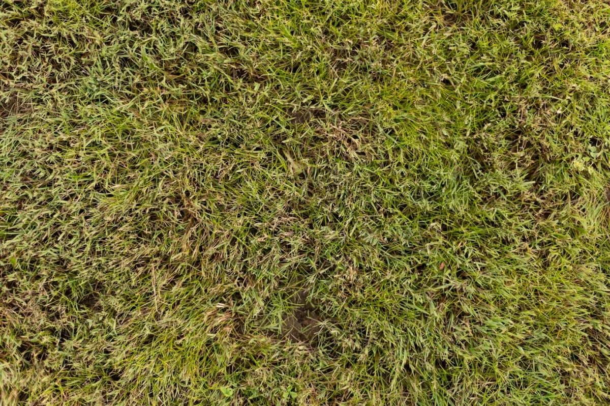 entretien gazon terrain herbe superficie variete pelouse pousse vite