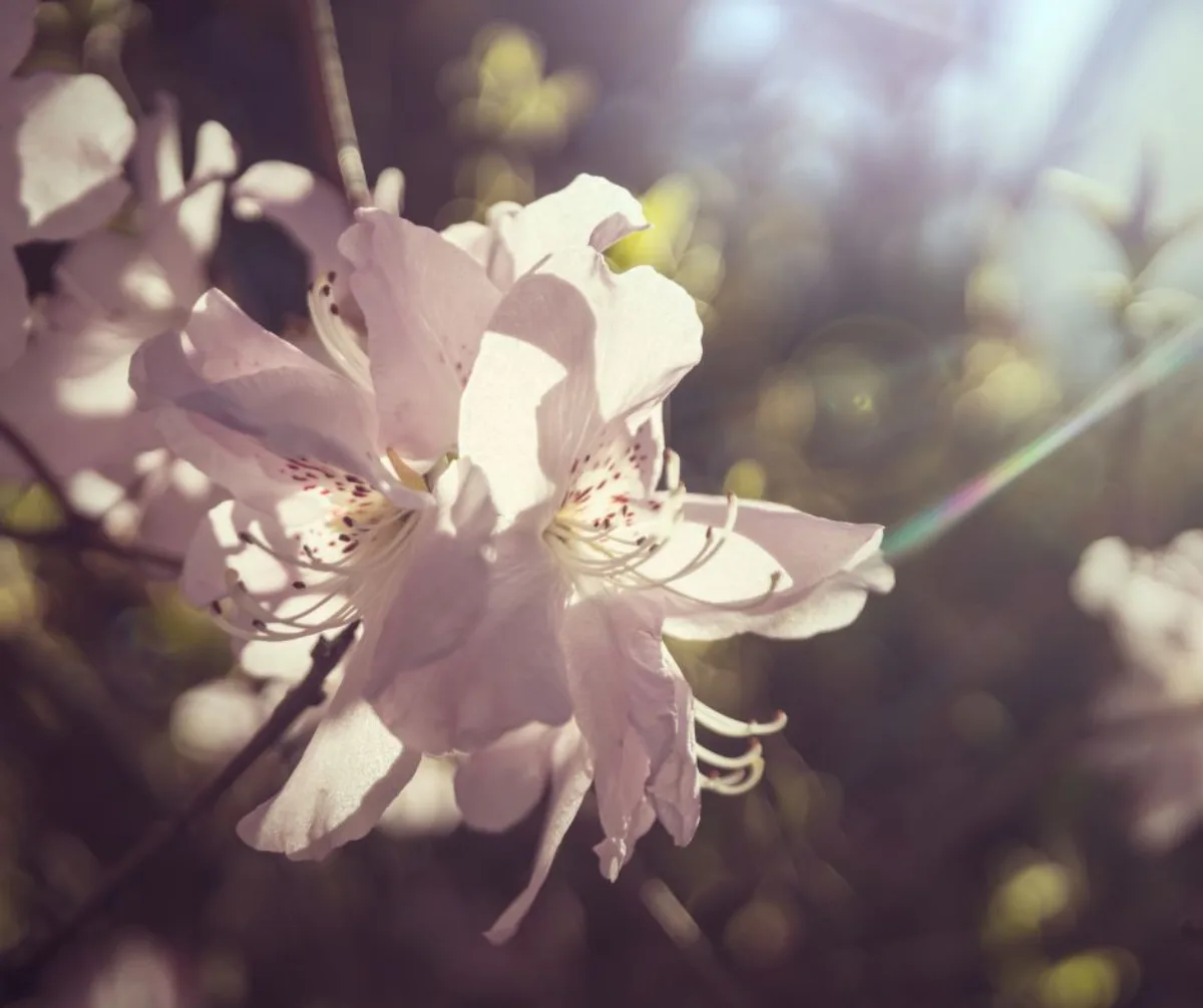 faire fleurir un rhododendron au soleil idée comment entretenir un rhododendron