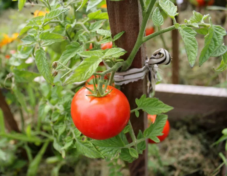 faut il fixer les plants de tomates aux supports