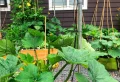 Peut-on planter des courgettes en pot ? Conseils pour réussir la culture en conteneur