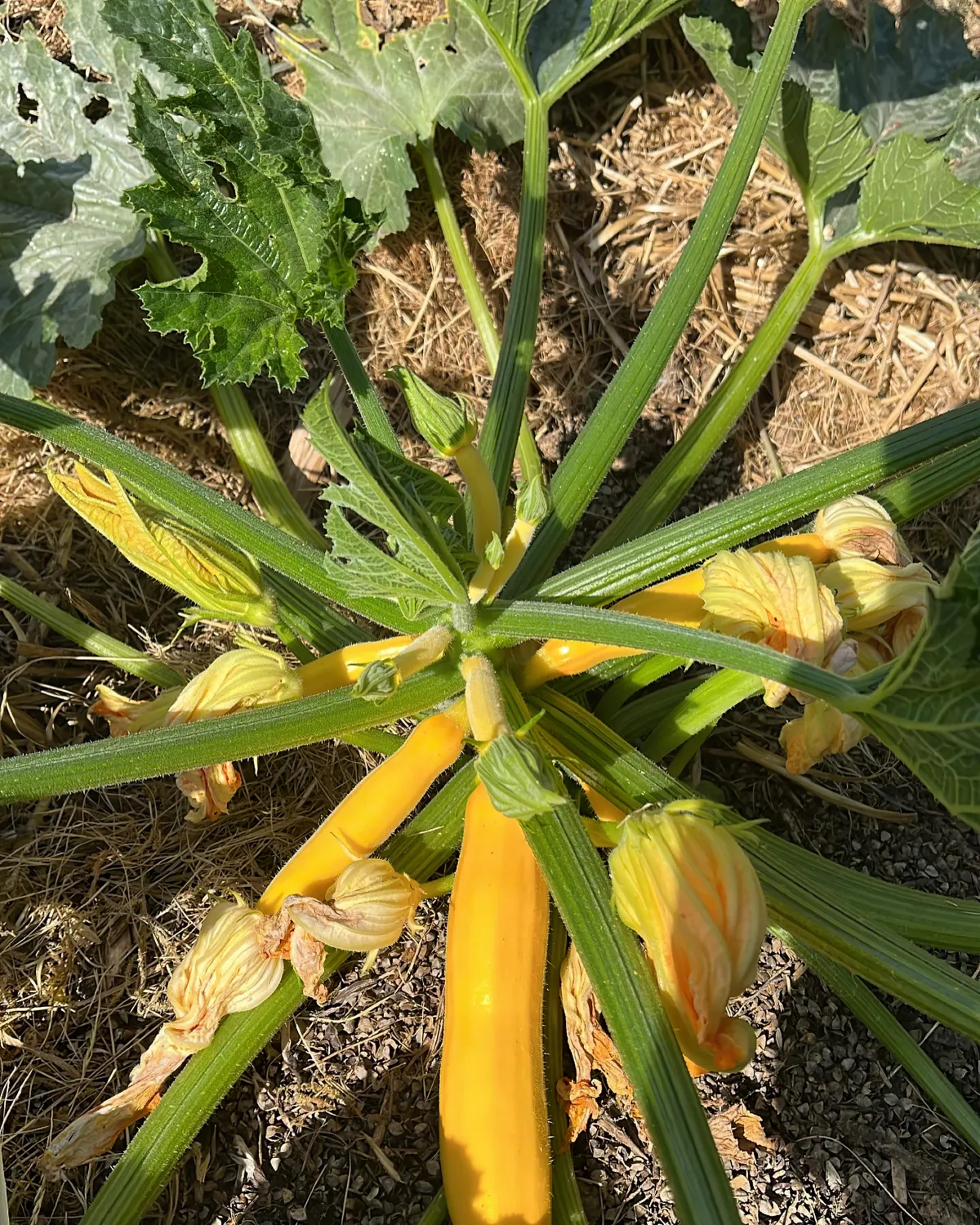 faut il mettre du paillis au pied des courgettes en ete