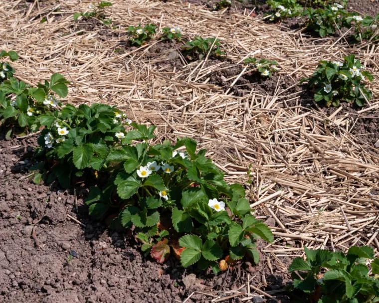 faut il pailler les fraisiers au printemps