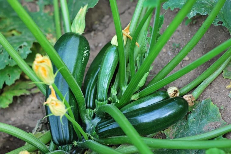 18539065 zucchini plant fruits and flowers, selective focus on fruit