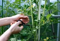 Quelle feuille enlever sur un plant de tomate pour avoir une récolte abondante ? Le guide complet