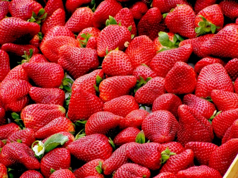 fertiliser vos fraises bien rouges