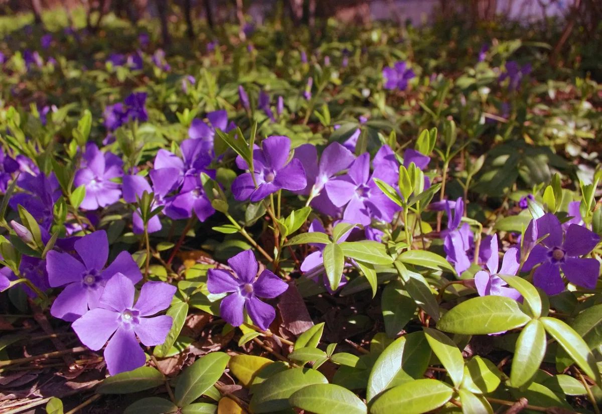feuillage vert brillant fleurs violettes petales floraison plante persistante