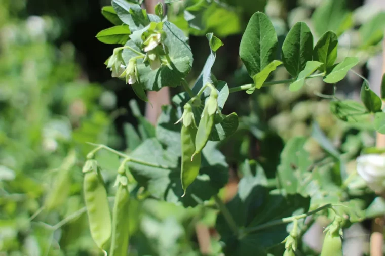 feuille verte tiges plantes grimpantes jardin recolte legumes