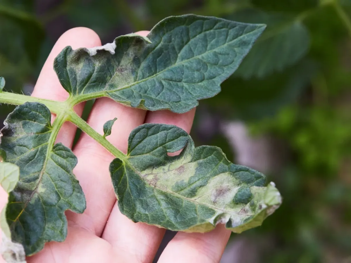 feuilles de tomatoes maladie phytophthora fungus